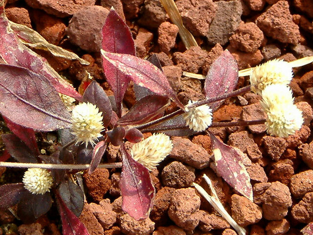 Alternanthera dentata