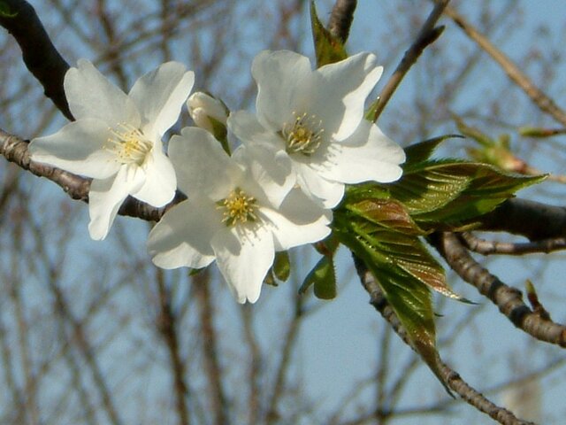 大島桜のブログ Flower Database