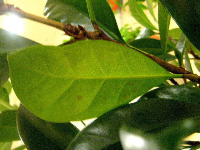 Ficus cyathistipula