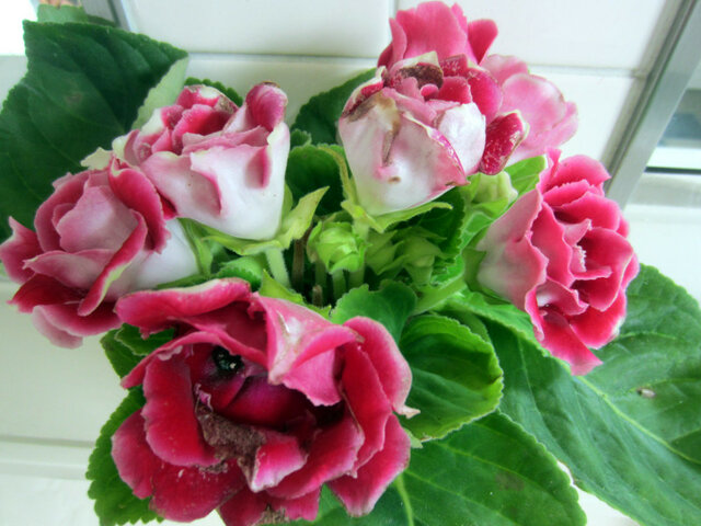 Gloxinia