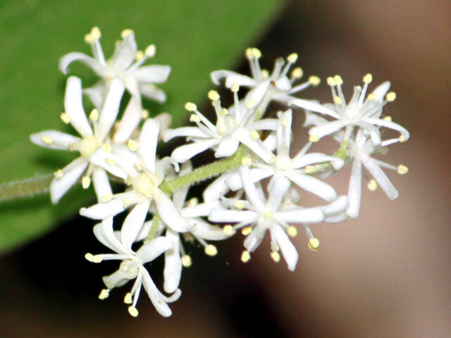 Maianthemum japonicum