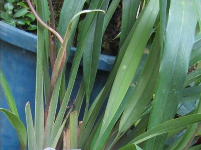 キキョウラン Dianella Ensifolia かぎけん花図鑑