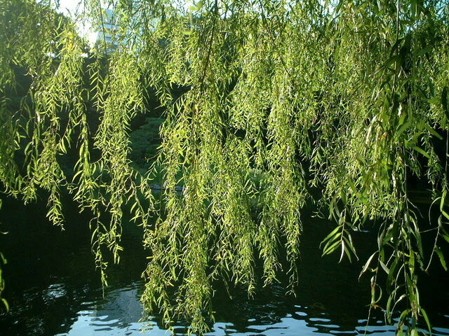 Weeping Willow