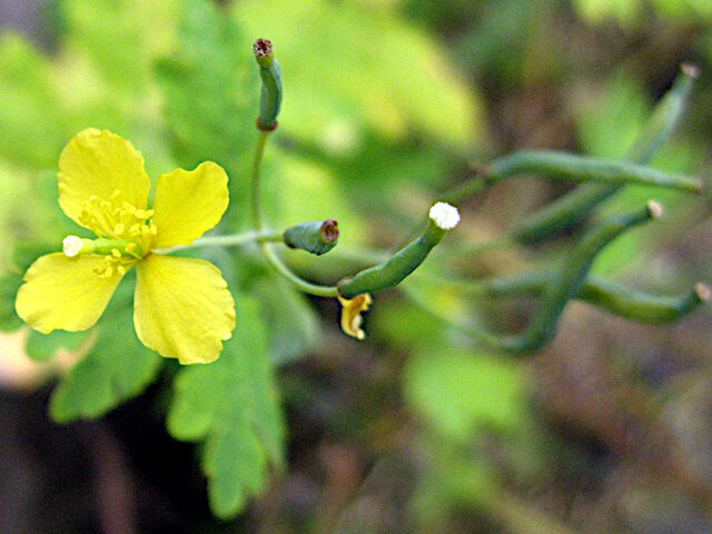 Chelidonium majus