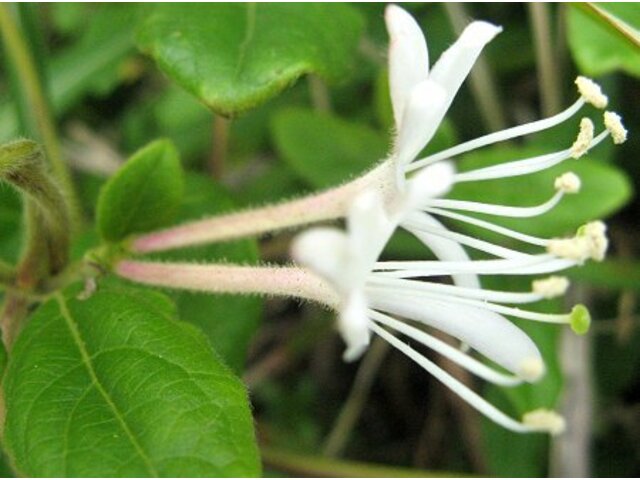 Japanese honeysuckle