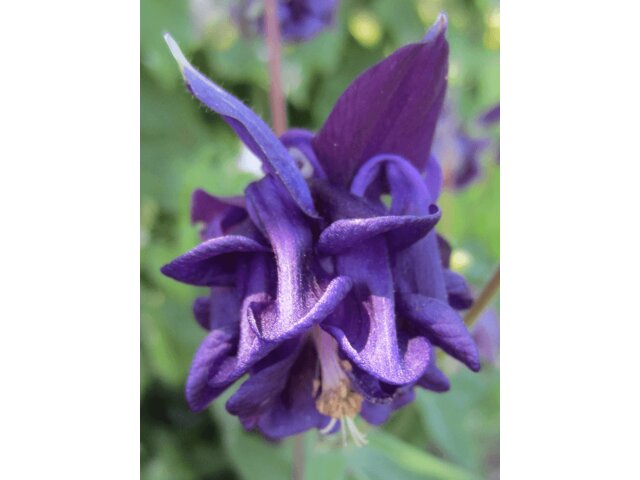  Aquilegia vulgaris