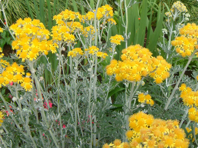 Senecio cineraria