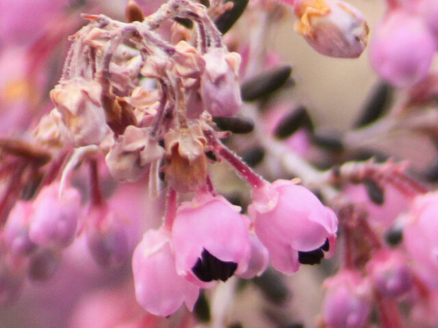 誕生花 8月5日 エリカ かぎけん花図鑑