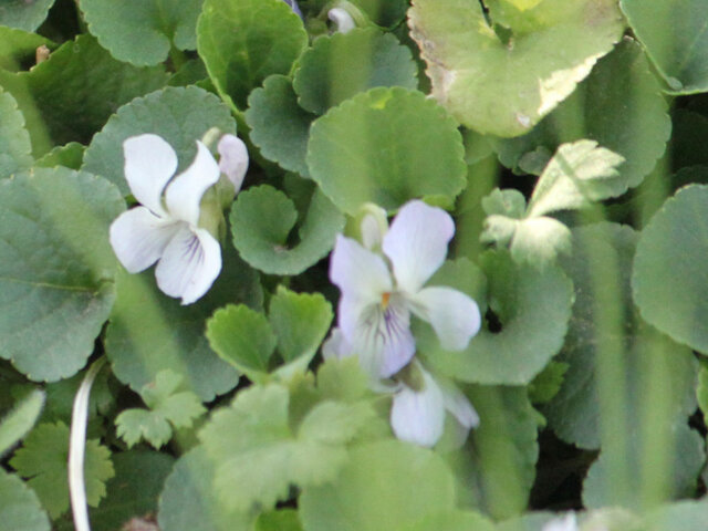 Viola hondoensis