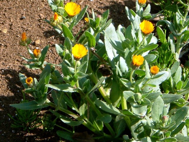 Calendula arvensis