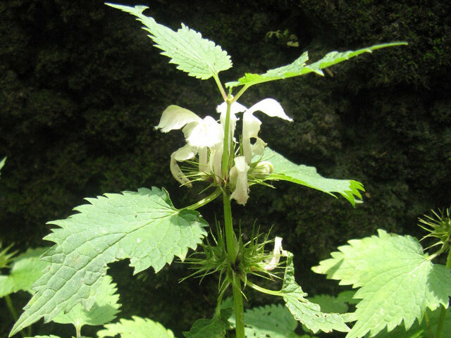 Dead nettle