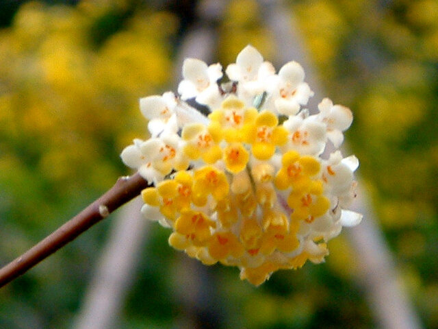 Oriental paperbush