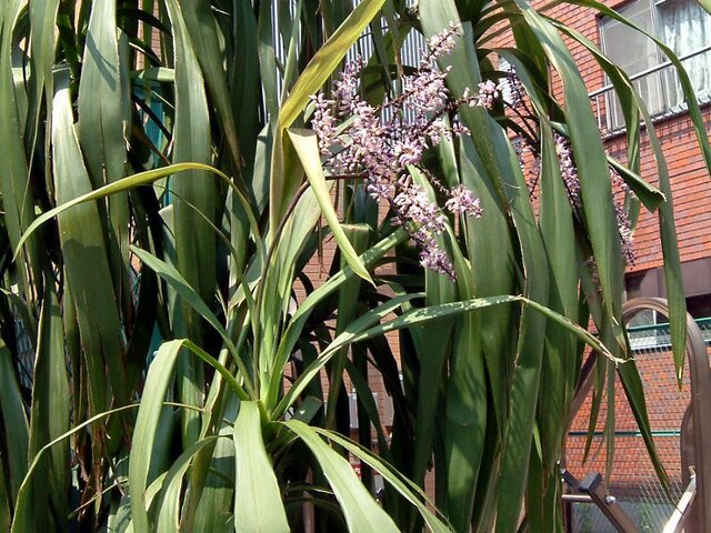 Cordyline stricta