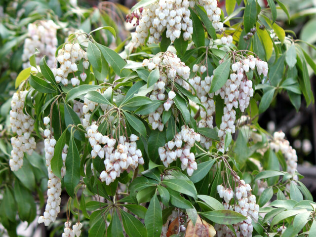 3月9日の誕生花 アセビ アザレア 白 かぎけん花図鑑