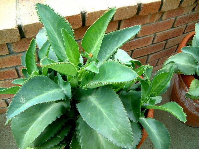 Kalanchoe daigremontiana