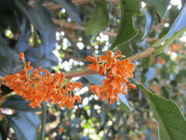 Gold osmanthus