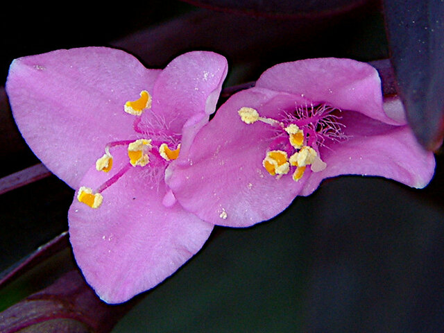 Tradescantia pallida