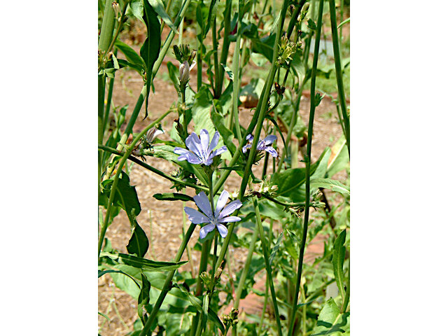 Cichorium intybus