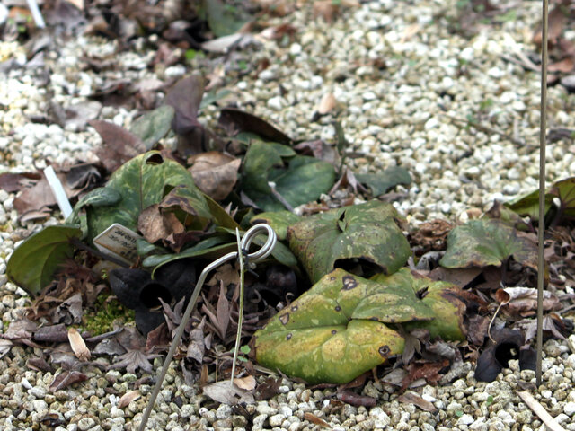 Asarum megacalyx