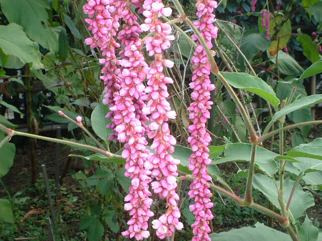 9月的桃色花 科技研花图画书