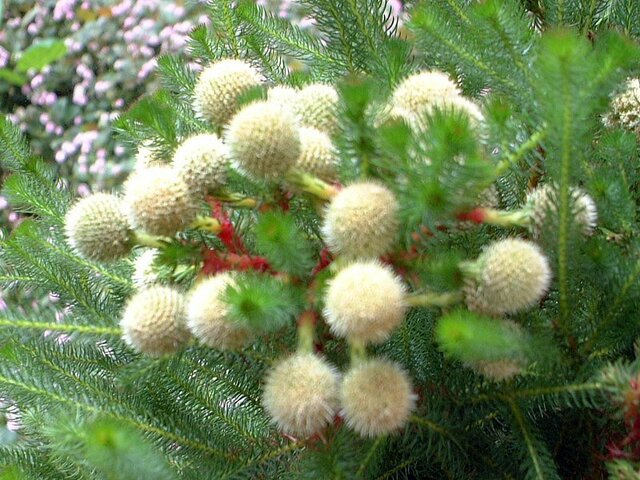 绒毛饰球花