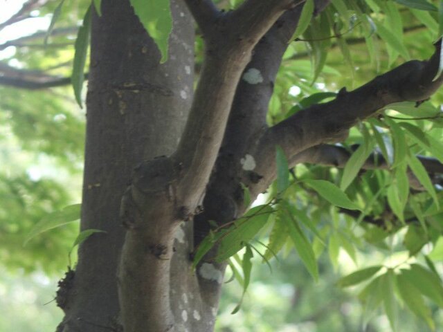 Quercus myrsinaefolia