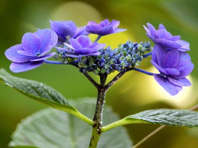 6月3日の誕生花 アジサイ 科技研花图画书