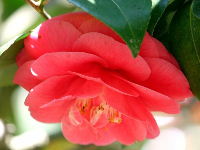 Camellia Tamadare