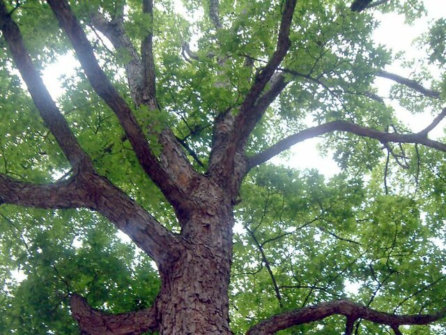 日本羊角槭