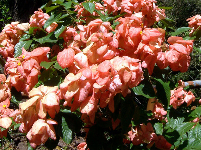 Mussaenda 'Dona Luz'