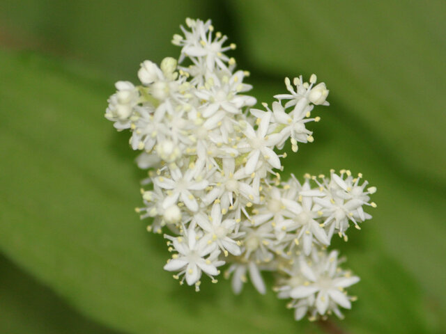 Maianthemum japonicum