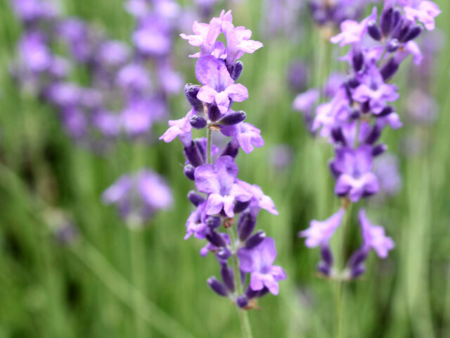 English Lavender