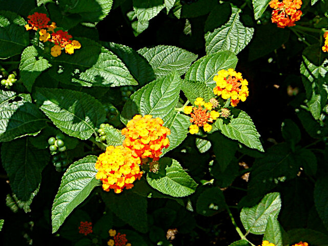 Lantana