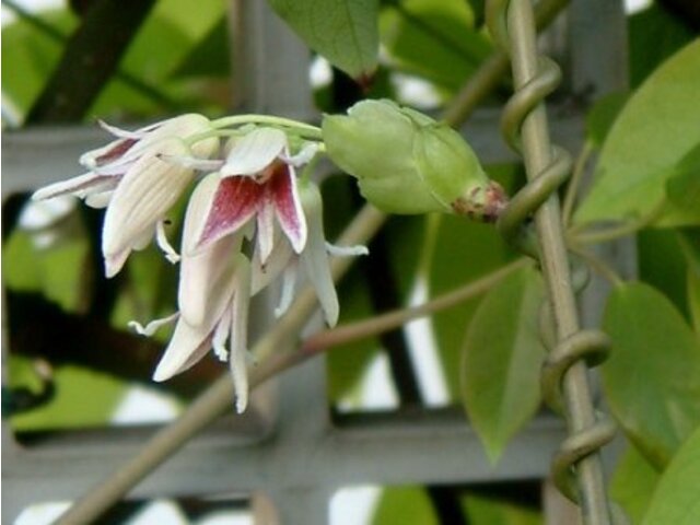 石月 Stauntonia Obovatifoliola 科技研花图画书