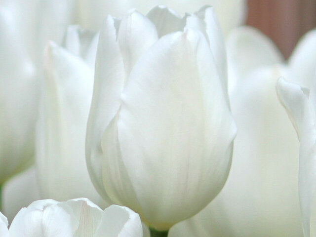 Tulip