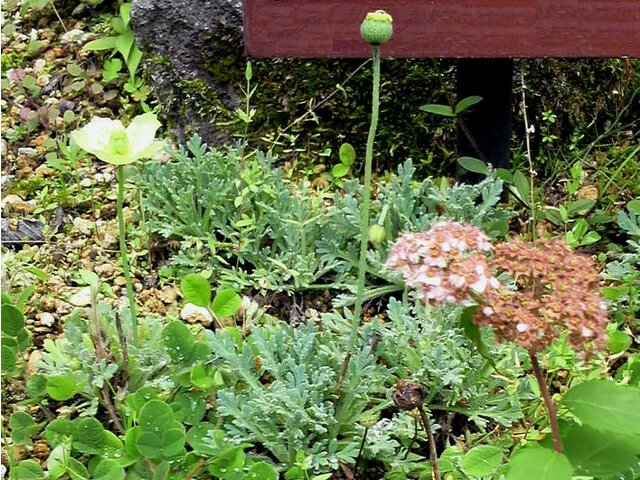 Papaver fauriei