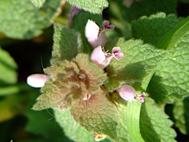 Red Deadnettle