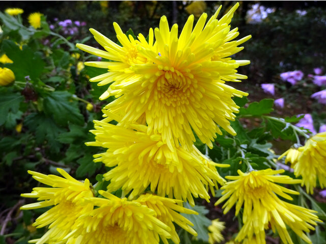 Chrysanthemum 'Enmeiraku'