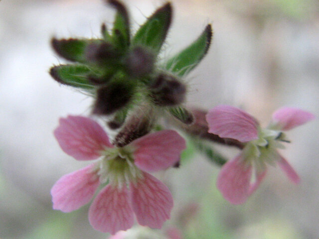 Silene gallica