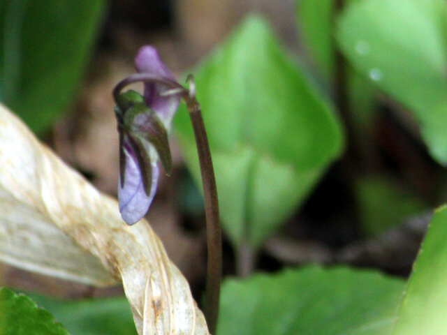 紫花堇菜