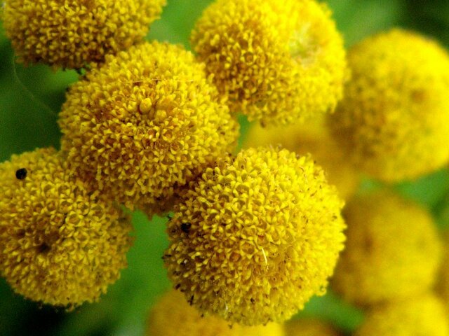 Tansy 'boreale'