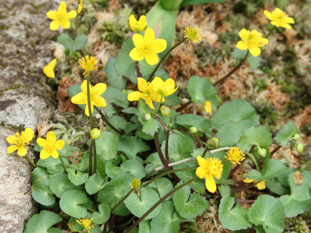 Marsh-marigold