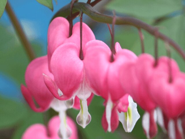 4月12日の誕生花 杏 華鬘草 桃 科技研花图画书