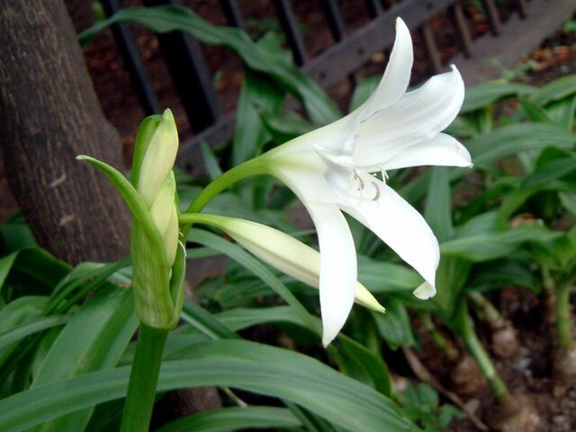 Crinum bulbispermum