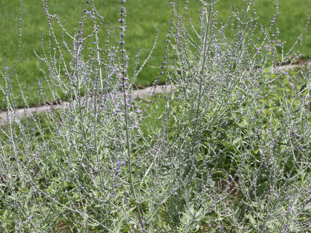 Russian sage