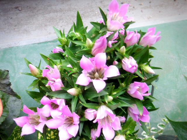 九月的桃色花 科技研花图画书