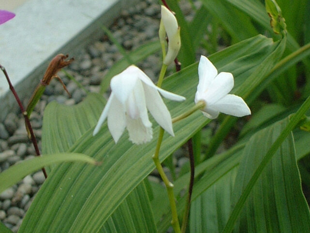 Bletilla striata 