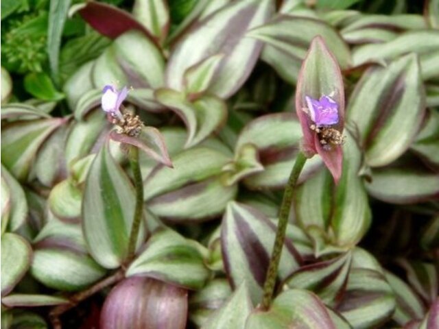 吊竹梅 Tradescantia Zebrina 科技研花图画书