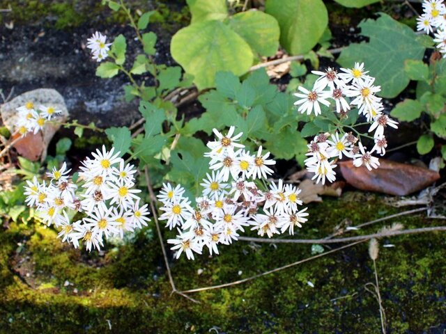 Aster microcephalus