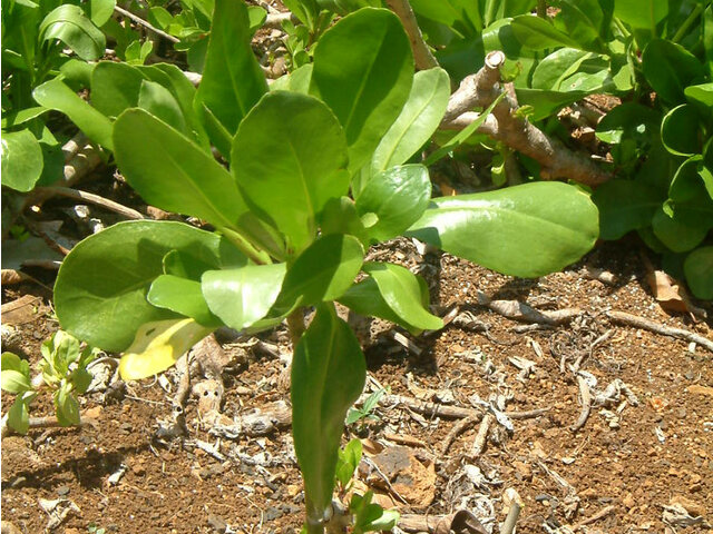 Scaevola taccada